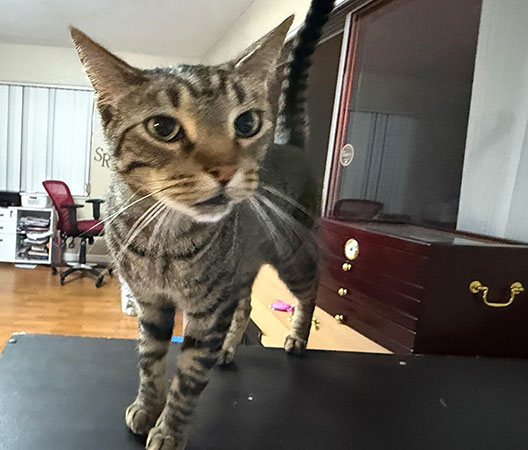 Earthside photograph of Simba posing