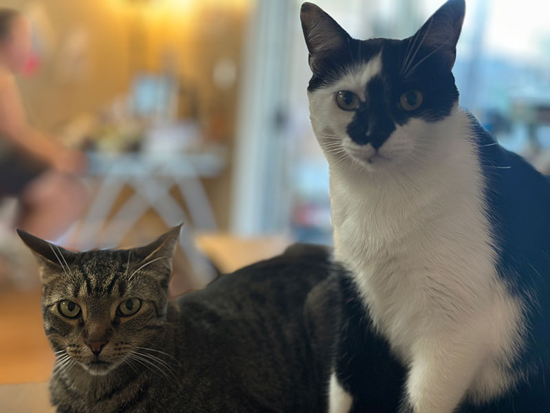 Earthside photograph of Turbo and Simba together